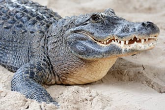 Krokodilsuche in Sachsen-Anhalt: Ein gesichtetes Tier sorgte nun auch für Badeverbot in der Unstrut (Symbolbild).