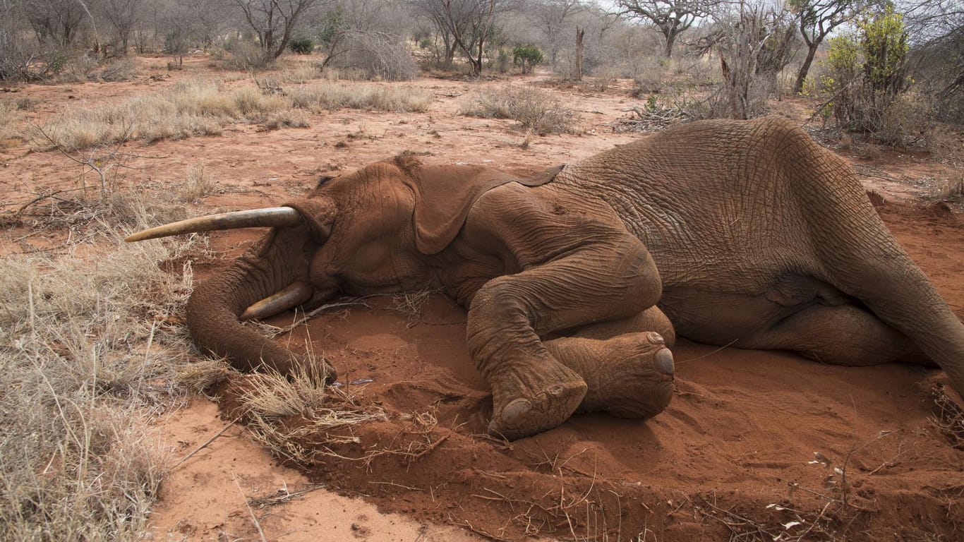 Ein toter afrikanischer Elefant (Archivbild): Vieles deutet darauf hin, dass die Elefanten an einer bakteriellen Infektion gestorben sein könnten.
