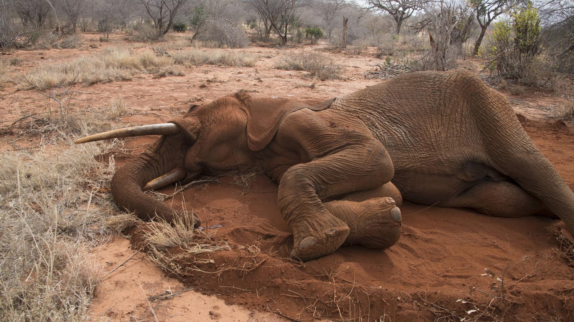Ein toter afrikanischer Elefant (Archivbild): Vieles deutet darauf hin, dass die Elefanten an einer bakteriellen Infektion gestorben sein könnten. Ein toter afrikanischer Elefant (Archivbild): Vieles deutet darauf hin, dass die Elefanten an einer bakteriellen Infektion gestorben sein könnten.