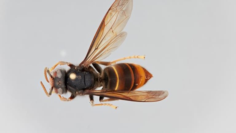 Eine Asiatische Hornisse: Das Insekt wurde bereits in einigen Regionen Deutschlands entdeckt.