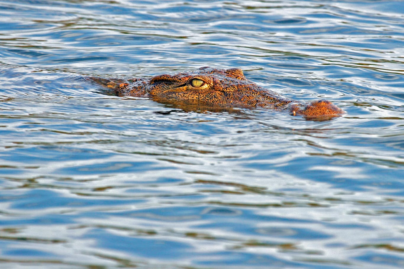 So groß wie dieses Nil-Krokodil ist das Tier in der hessischen Wetterau mit Sicherheit nicht (Symbolbild): Ein Experte hat die Echtheit eines Fotos bestätigt, das ein kleines Krokodil in dem Bachlauf zeigt.