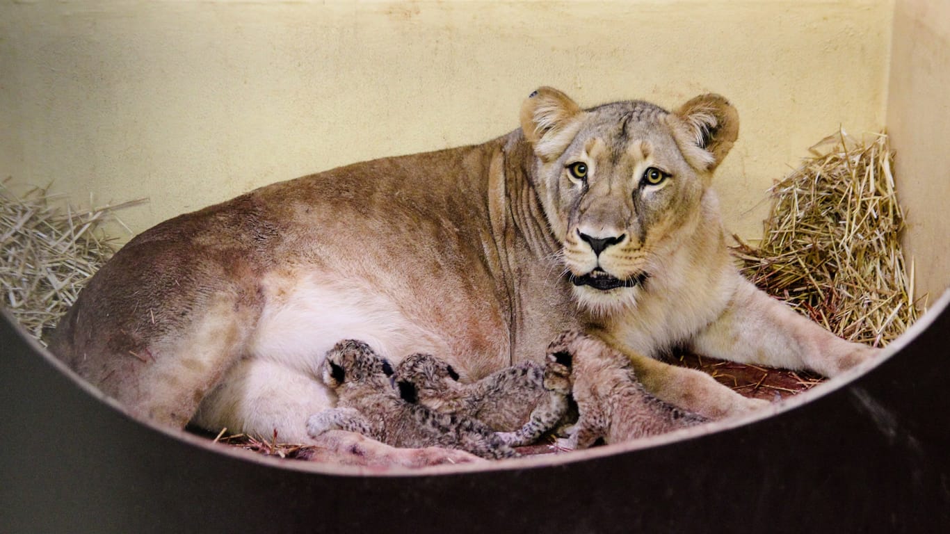 Löwen-Mama Bastet mit ihrem Nachwuchs: Im Erfurter Zoo wurden drei Löwen-Kinder geboren.