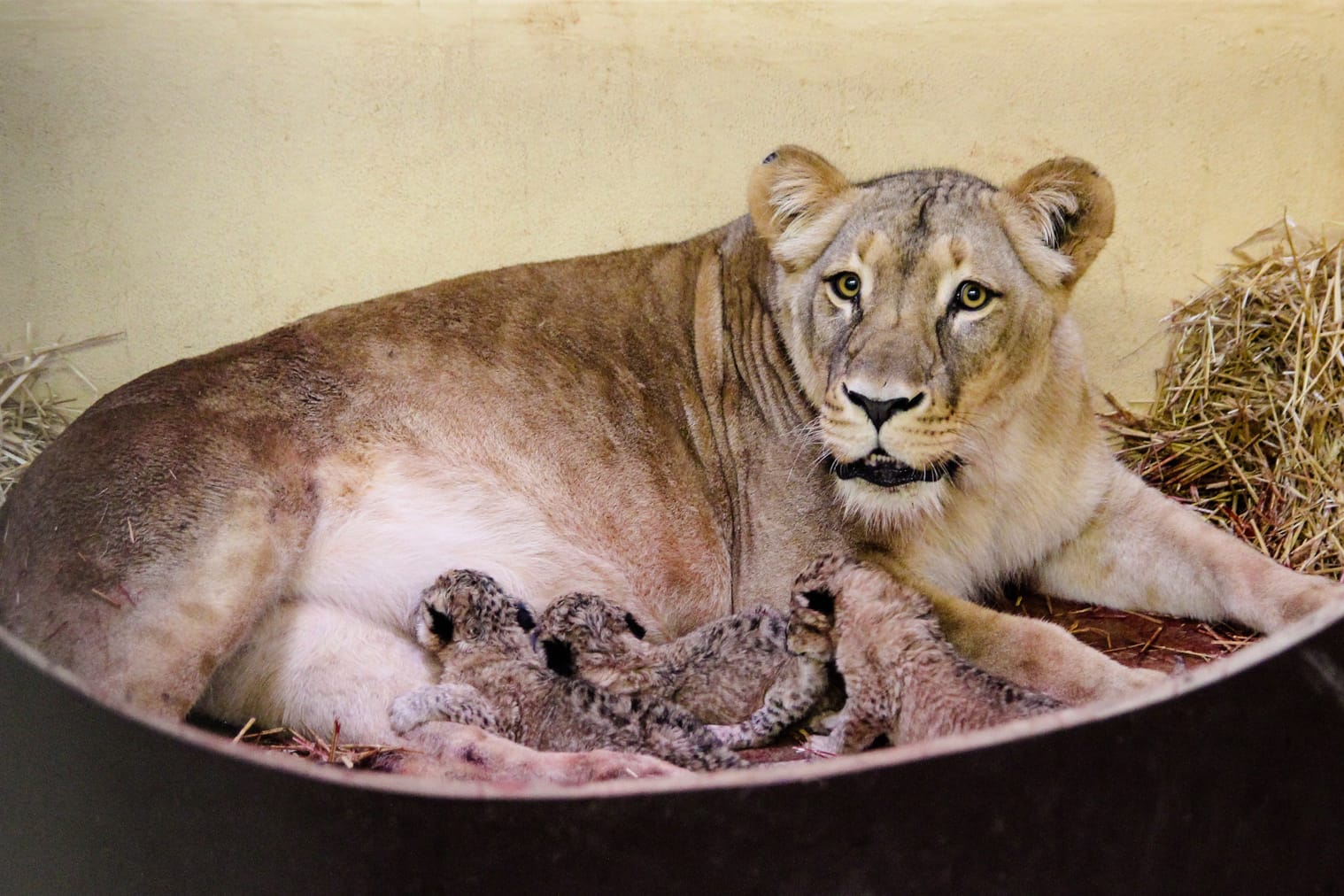 Löwen-Mama Bastet mit ihrem Nachwuchs: Im Erfurter Zoo wurden drei Löwen-Kinder geboren.