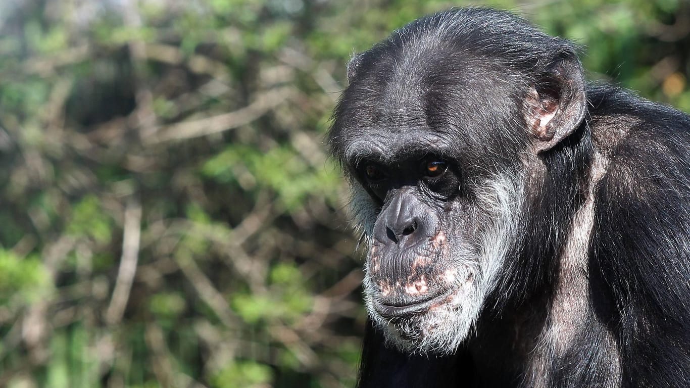Schimpanse Benny mit seinen charakteristischen Pigmentflecken (Archivbild): Der Affe lebt seit 50 Jahren im Zoo in Karlsruhe.