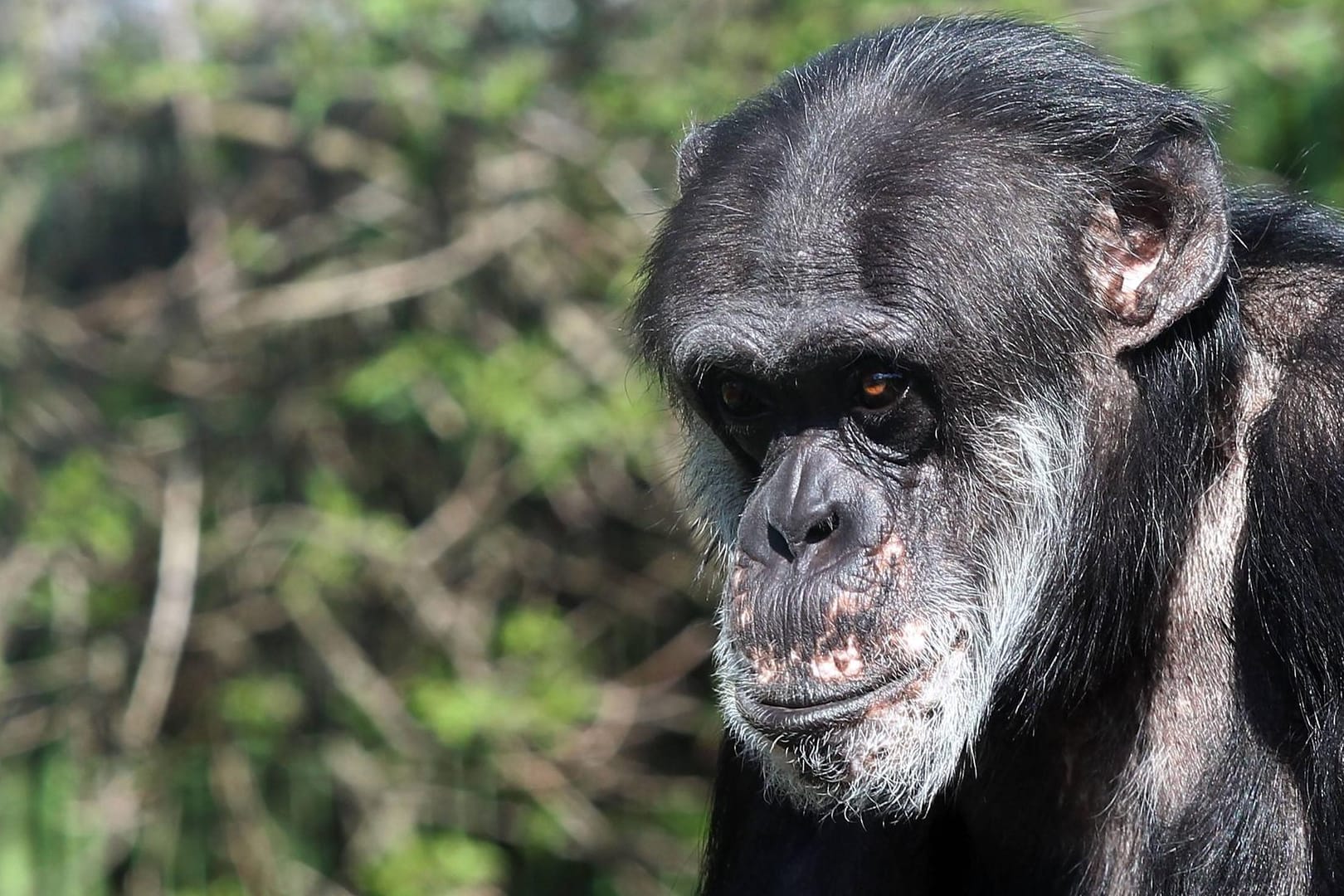 Schimpanse Benny mit seinen charakteristischen Pigmentflecken (Archivbild): Der Affe lebt seit 50 Jahren im Zoo in Karlsruhe.