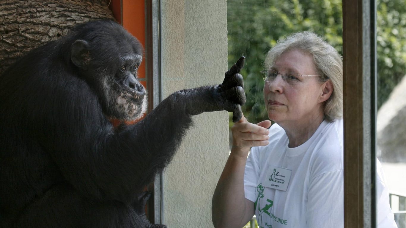 Schimpanse Benny interagiert durch eine Glasscheibe mit einer Besucherin (Archivbild): Benny ist der älteste Zoobewohner in Karlsruhe.