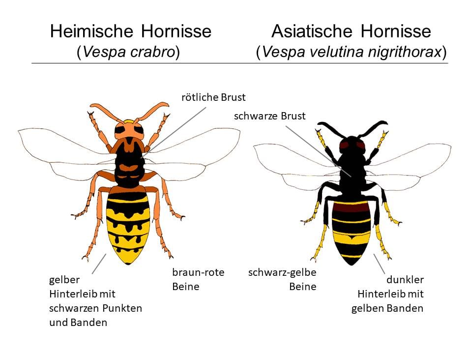 Heimische Hornisse vs. Asiatische Hornisse: So kann man die Insekten unterscheiden.