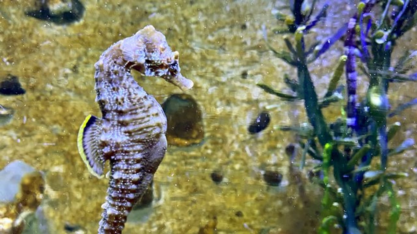 Ein seltenes Kurzschnäuziges Seepferdchen schwimmt im Aquarium