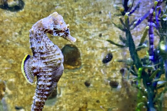 Ein seltenes Kurzschnäuziges Seepferdchen schwimmt im Aquarium