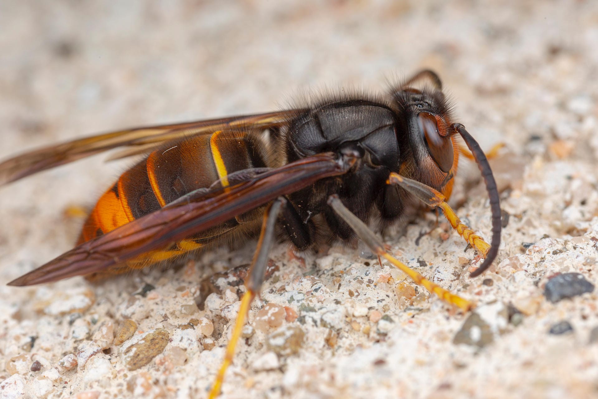 Vespa velutina: Die Asiatische Hornisse ernährt sich hauptsächlich, aber nicht nur, von Bienen.