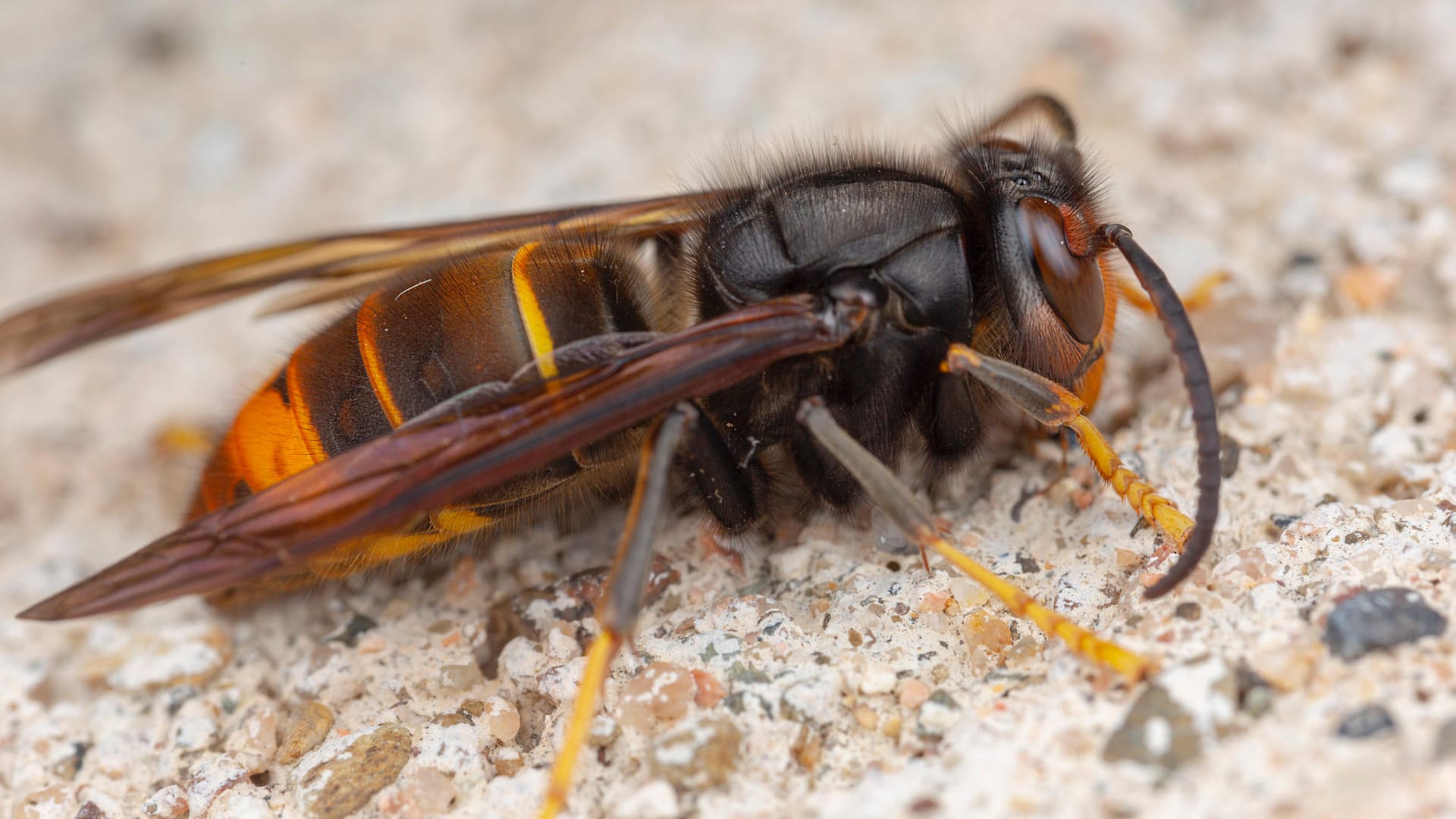 Vespa velutina: Die Asiatische Hornisse ernährt sich hauptsächlich, aber nicht nur, von Bienen.