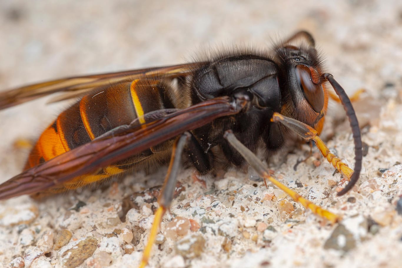 Vespa velutina: Die Asiatische Hornisse ernährt sich hauptsächlich, aber nicht nur, von Bienen.