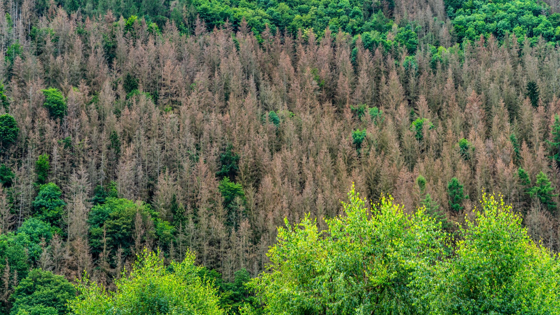 Oberhalb des Rur-Staubecken, geschädigter Wald, Waldsterben, tote Fichten, durch den Borkenkäfer, Klimawandel, Heimbach,