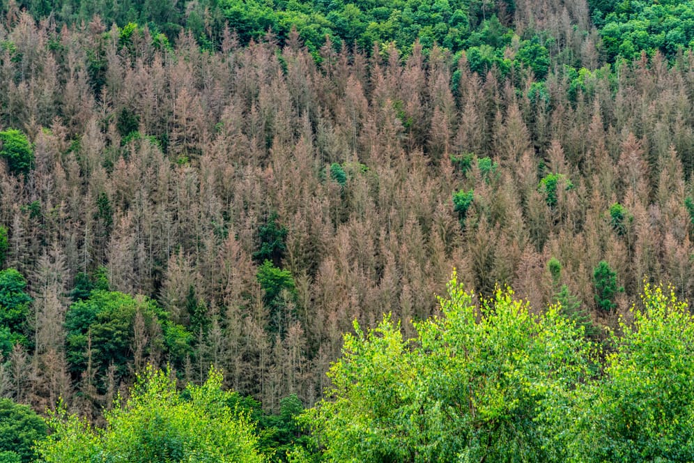 Oberhalb des Rur-Staubecken, geschädigter Wald, Waldsterben, tote Fichten, durch den Borkenkäfer, Klimawandel, Heimbach,