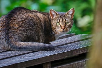 Katzen. Hauskatze ( Felis catus ). aEine Katze auf einer Bank: Die Tat könnte mit bis zu drei Jahren Freiheitsstrafe oder einer Geldstrafe geahndet werden. (Symbolbild)20200719MIC1086 *** Domestic cat Felis catus 20200719MIC1086