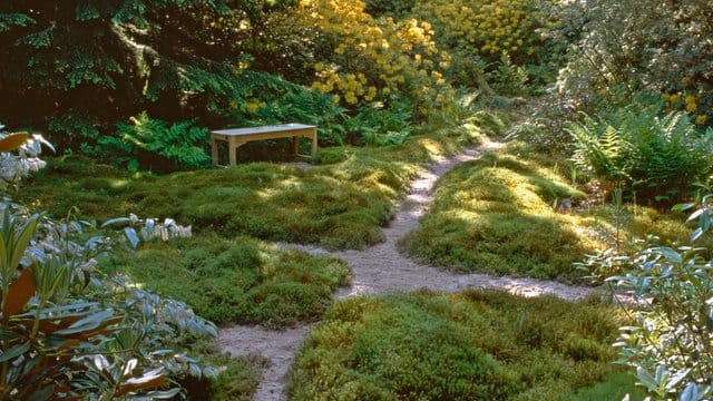 Moosrasen: Er kann eine Alternativlösung für schattige Stellen im Garten sein. Oft hat hier nämlich der Rasen grundsätzlich keine Chance zu wachsen und zu gedeihen.