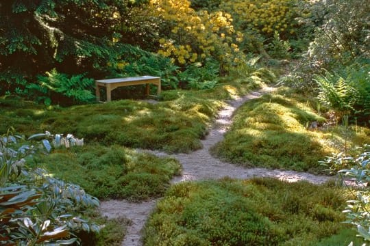 Moosrasen: Er kann eine Alternativlösung für schattige Stellen im Garten sein. Oft hat hier nämlich der Rasen grundsätzlich keine Chance zu wachsen und zu gedeihen.