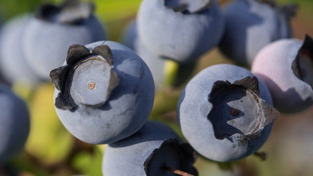 Ob in Smoothies, Pfannkuchen oder Quark - Heidelbeeren bleiben gefragt.