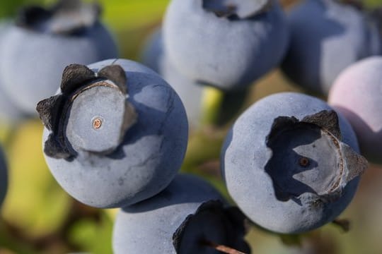 Ob in Smoothies, Pfannkuchen oder Quark - Heidelbeeren bleiben gefragt.