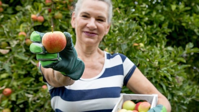 Äpfel müssen vorsichtig gepflückt werden.