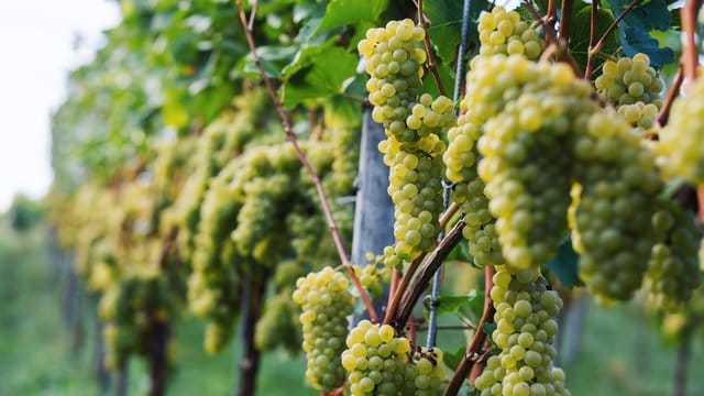 Im Spätsommer und Frühherbst findet in Südbaden die Weinlese bzw.