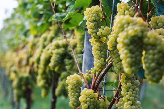 Im Spätsommer und Frühherbst findet in Südbaden die Weinlese bzw.