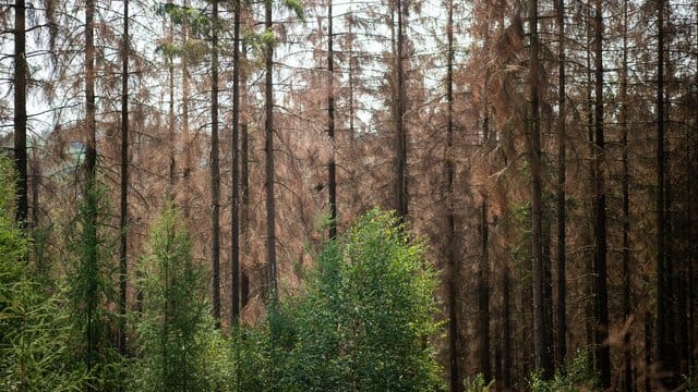 Grüne Buchen Grüne Buchen