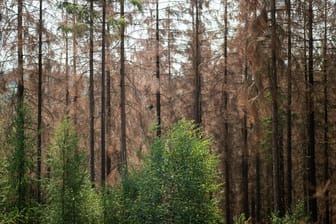 Grüne Buchen