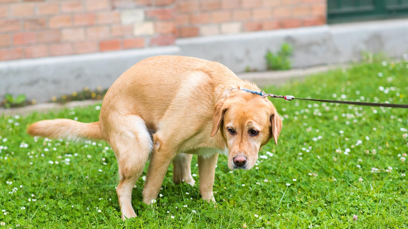 Hunde: Hunde verrichten ihre Notdurft gerne auf weichen Böden.