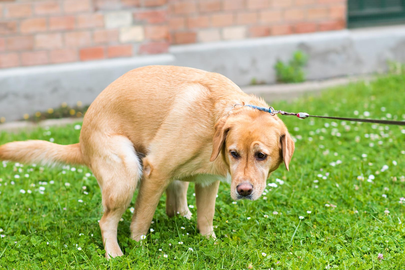 Hunde: Hunde verrichten ihre Notdurft gerne auf weichen Böden.