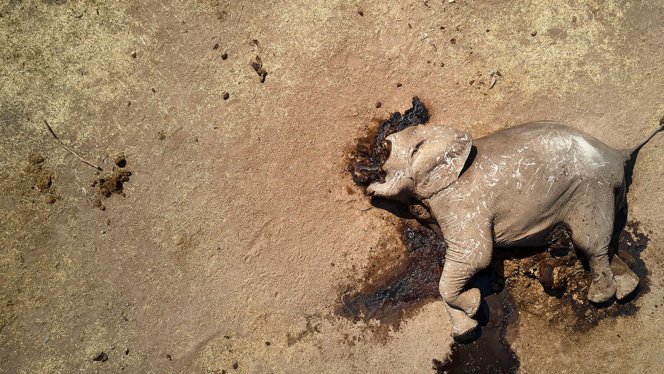 Simbabwe: Ein toter Elefant. Nun wurden erneut Kadaver von Jungen gefunden (Symbolbild).