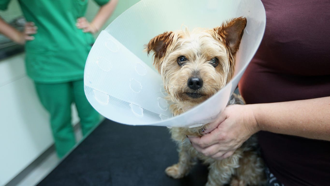 Ob er will oder nicht: Der Yorkshire Terrier muss nach der Behandlung erstmal mit der Halskrause leben.