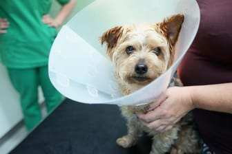 Ob er will oder nicht: Der Yorkshire Terrier muss nach der Behandlung erstmal mit der Halskrause leben.