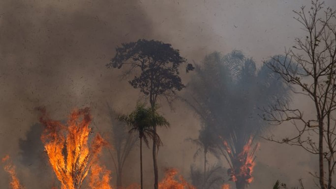 Ein Waldstück im Amazonas-Gebiet steht in Flammen.
