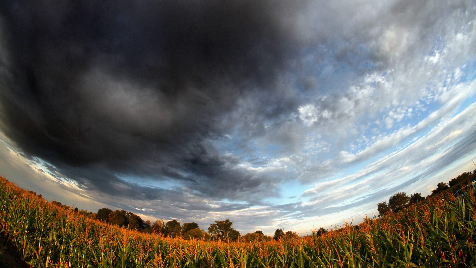 Von der Abendsonne gold gefärbtes Maisfeld: Im Süden Sommer, an der Küste eher mies. Das Deutschland-Wetter. Von der Abendsonne gold gefärbtes Maisfeld: Im Süden Sommer, an der Küste eher mies. Das Deutschland-Wetter.