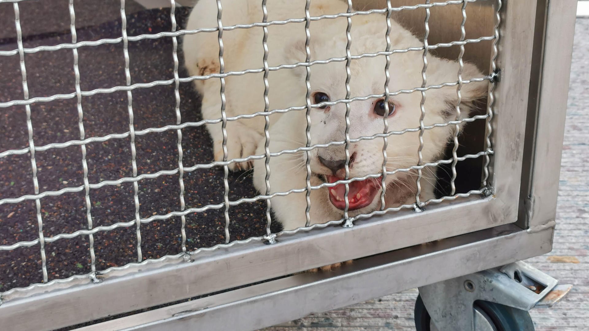 Baden-Württemberg, Kronau: Der kleine Löwe sitzt in seiner Transportbox nachdem er nach einem Unfall auf der Autobahn A5 aus einem Fahrzeug befreit worden ist. Baden-Württemberg, Kronau: Der kleine Löwe sitzt in seiner Transportbox nachdem er nach einem Unfall auf der Autobahn A5 aus einem Fahrzeug befreit worden ist.