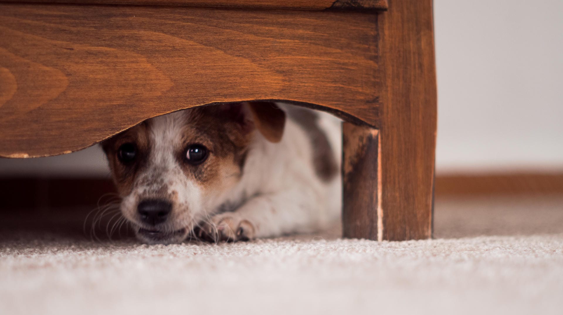 Hund: Viele Haustiere haben vor lauten Geräuschen Angst.