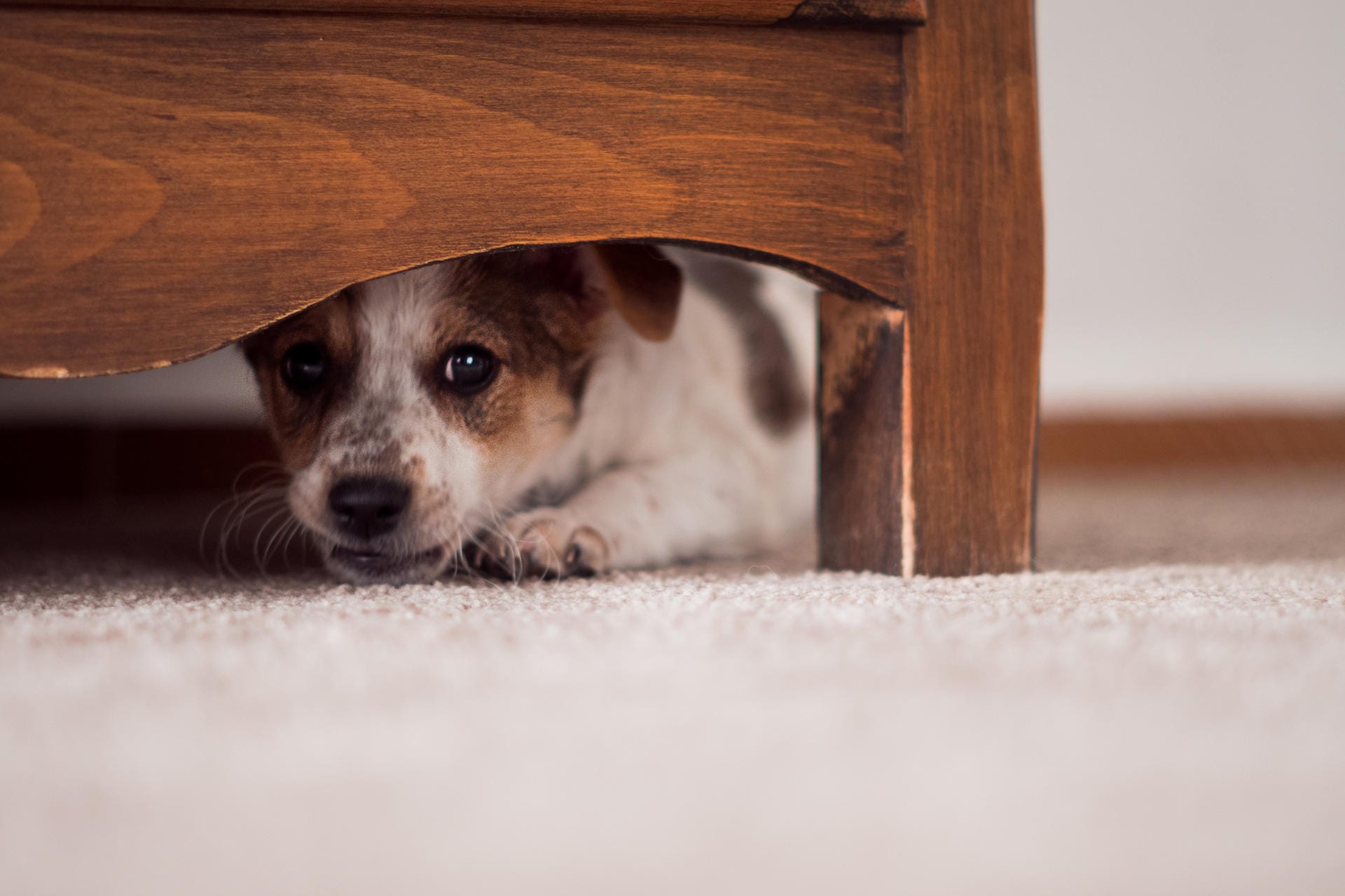 Hund: Viele Haustiere haben vor lauten Geräuschen Angst.