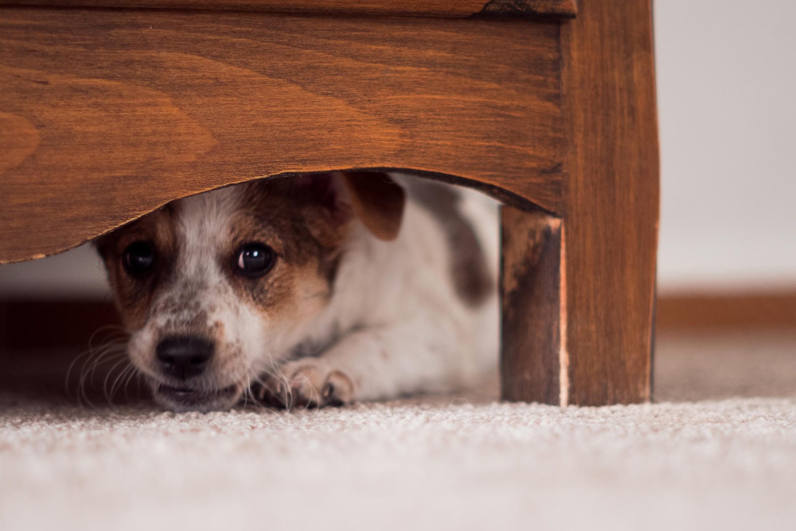 Hund: Viele Haustiere haben vor lauten Geräuschen Angst.