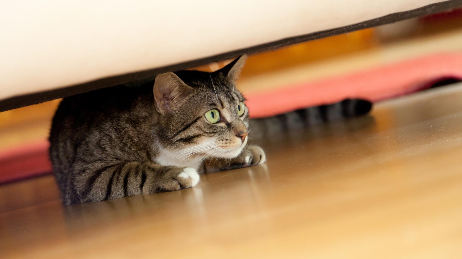 Katze: Die Tiere sollten einen Rückzugsort haben.