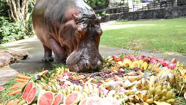 Nilpferddame Mae Mali macht sich im Khao Kheow Open Zoo anlässlich ihres 55. Nilpferddame Mae Mali macht sich im Khao Kheow Open Zoo anlässlich ihres 55.