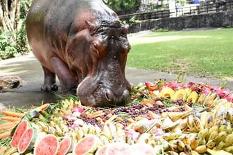 Nilpferddame Mae Mali macht sich im Khao Kheow Open Zoo anlässlich ihres 55.