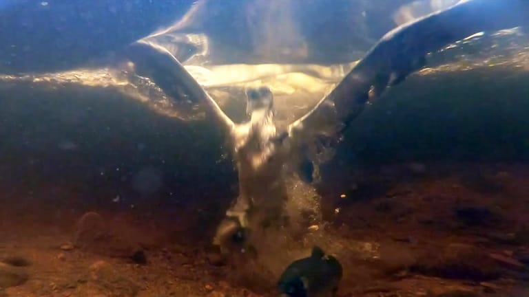Beeindruckendes Naturspektakel: Diese einmaligen Aufnahmen zeigen, wie ein Fischadler seine Beute aus dem Wasser holt.