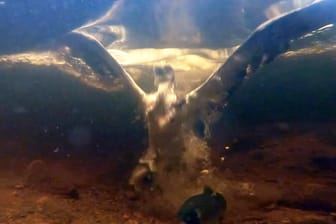 Beeindruckendes Naturspektakel: Diese einmaligen Aufnahmen zeigen, wie ein Fischadler seine Beute aus dem Wasser holt.