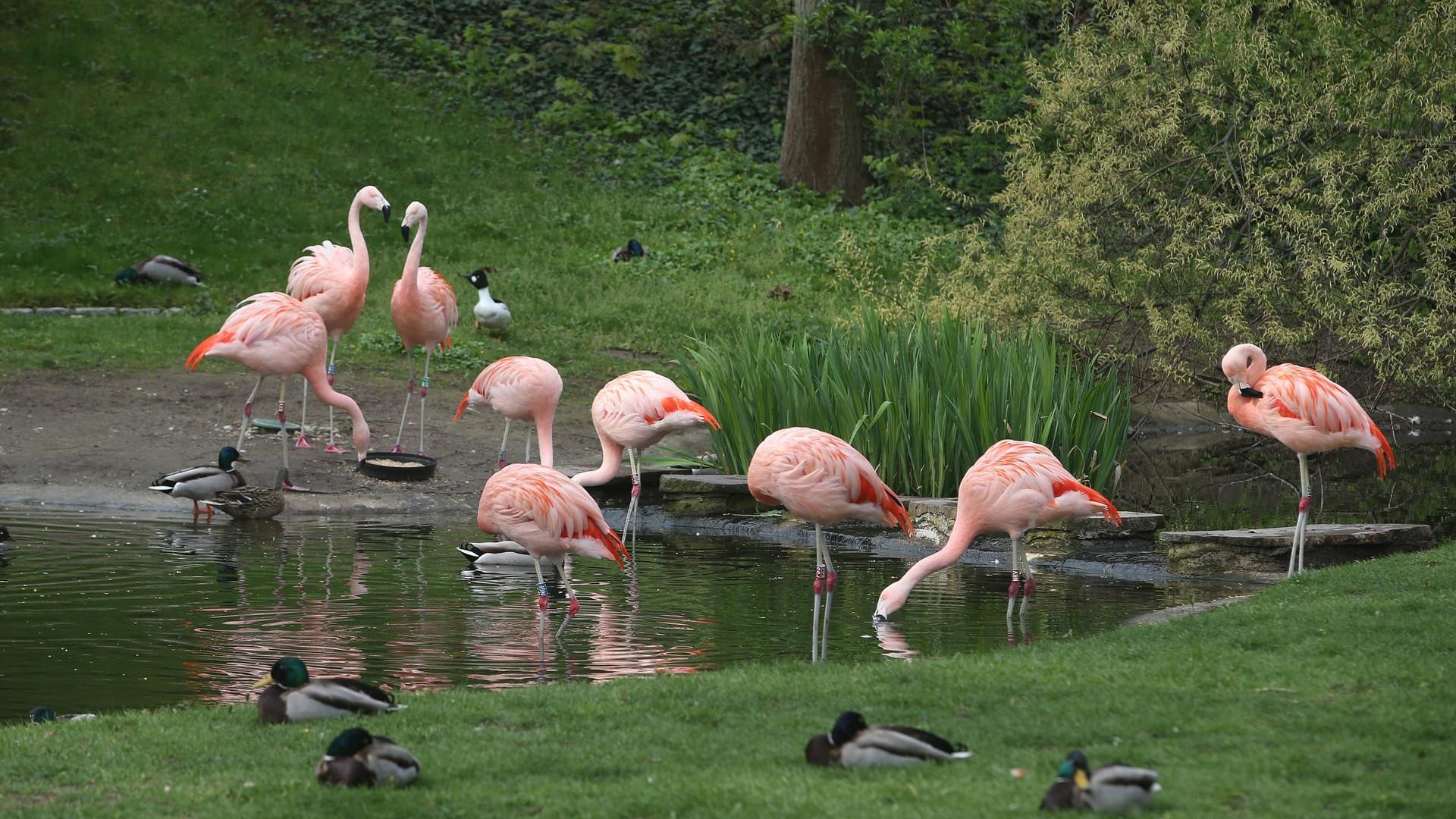 Flamingos im Bergzoo Halle: Zwei der Tiere wurden mit dem West-Nil-Virus infiziert.