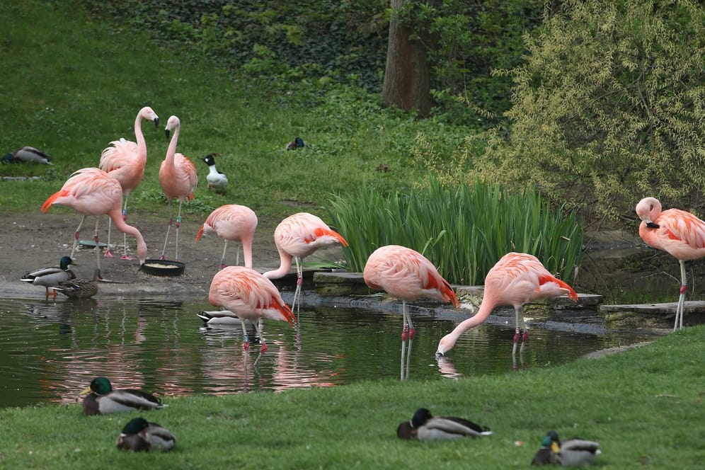 Flamingos im Bergzoo Halle: Zwei der Tiere wurden mit dem West-Nil-Virus infiziert.