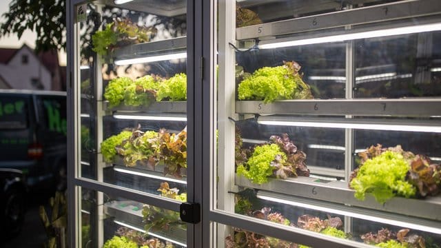 Ein Automat für Salat: Hier bekommen Kunden knackiges Gemüse.