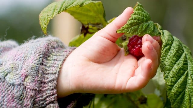 Herbsttragende Himbeeren: Diese Obstart kann man bis in den Oktober hinein ernten.