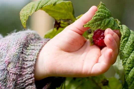 Herbsttragende Himbeeren: Diese Obstart kann man bis in den Oktober hinein ernten.