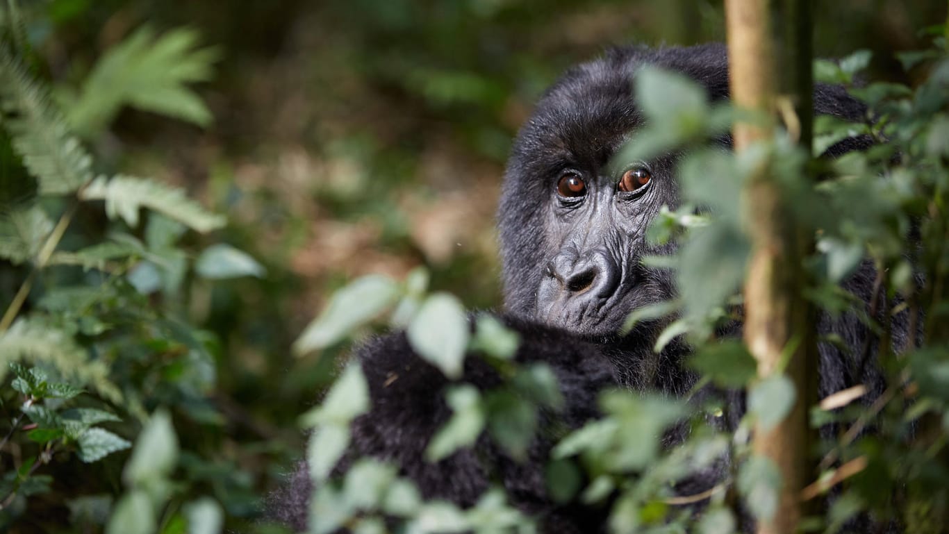 Ein Berggorilla im Kongo: Immer mehr Tierarten sind vom Aussterben bedroht.